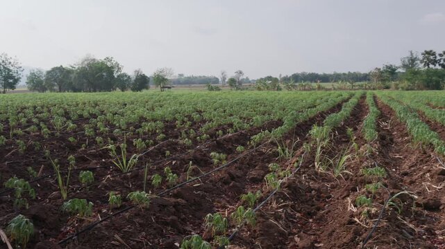 Wide angle view of a young cassava plantation with an efficient drip irrigation system on rich brown soil under a hazy overcast sky in a rural agricultural landscape with trees and a small hut.