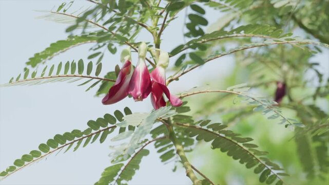 Close-up of vibrant red Agasta flowers hanging from a branch of a Sesbania grandiflora tree under bright natural daylight, featuring lush green compound leaves and a clear sky background.