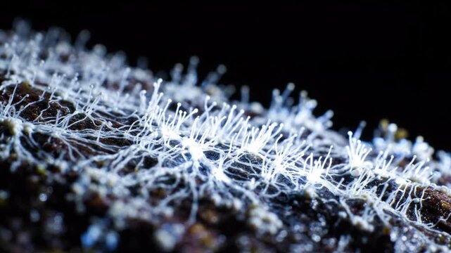 Macro view of white mycelium network growing on dark textured surface, abstract organic growth, science background