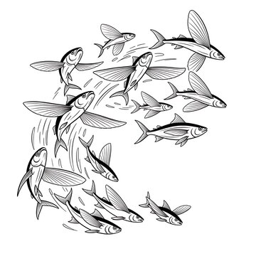 School of flying fish swimming together.