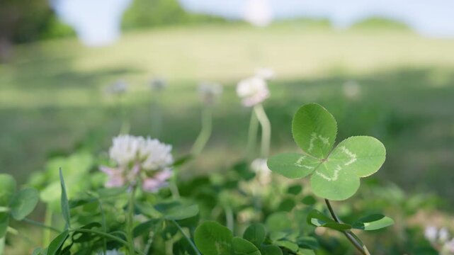風に揺れる野原に咲くクローバーの白い花と四つ葉のクローバー