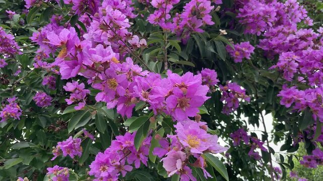 Purple lagerstroemia blossoms filmed outdoors in Vietnam, with fresh foliage and natural motion for ornamental tree and seasonal nature themes.