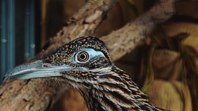 Close up of a roadrunner bird  head standing in the sand and looking around on a cloudy summer day