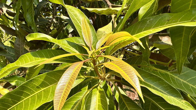 Mango tree leaves