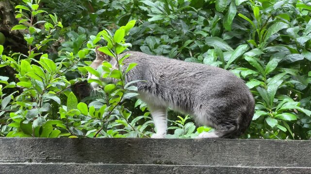 Gray Felis catus cat sitting on a concrete wall in Vietnam, filmed with lush green plants for pet, garden, and everyday outdoor footage.