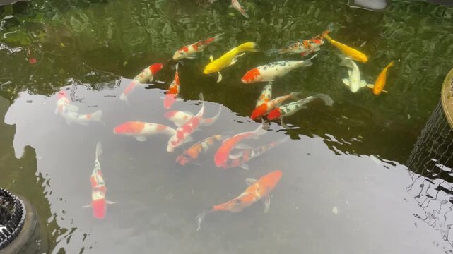 Colorful koi fish filmed swimming in a pond in Vietnam, with water reflections and calm movement for garden, aquatic, and ornamental fish themes.