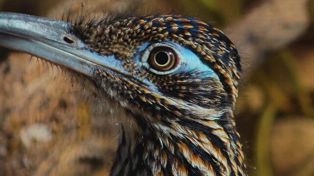 Close up of a roadrunner bird  head standing in the sand and looking around on a cloudy summer day