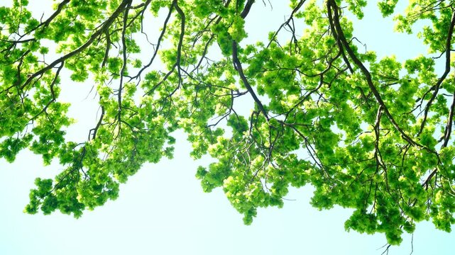 Tree branches with green leaves against a clear sky