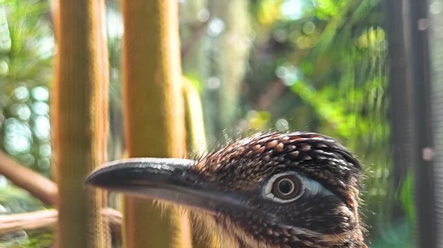 Close up of a roadrunner bird  head standing in the sand and looking around on a cloudy summer day