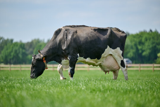 cow in the field