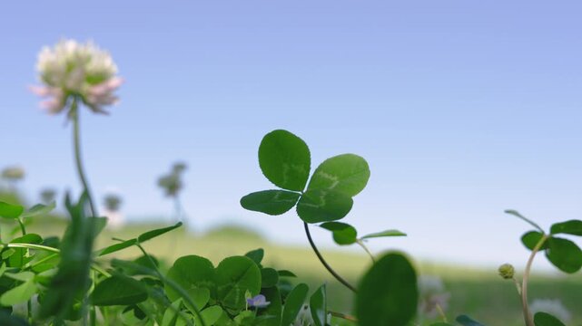 風に揺れる野原に咲くクローバーの白い花と四つ葉のクローバー