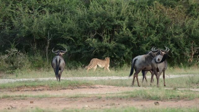  Blue wildebeest driving a cheetah out of their territory