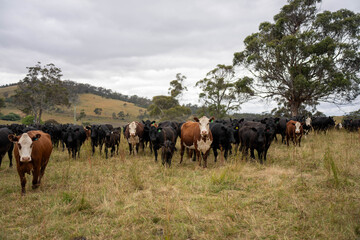 Cows eating grass, grazing on pasture. Herd of cows free range beef being regenerative raised on an agricultural farm. Sustainable farming  © will
