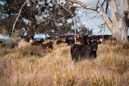 Stud Beef bulls, cows and calves grazing on grass in a field, in Australia. breeds of cattle include speckled park, murray grey, angus, brangus and wagyu on long pasture in spring and summer