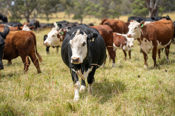 Fototapeta premium Stud Beef bulls, cows and calves grazing on grass in a field, in Australia. breeds of cattle include speckled park, murray grey, angus, brangus and wagyu on long pasture in spring and summer
