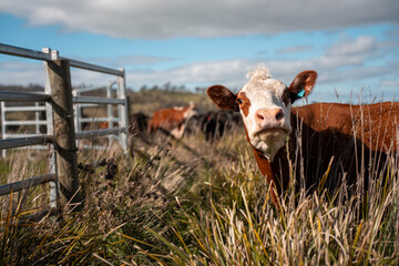 Cows eating grass, grazing on pasture. Herd of cows free range beef being regenerative raised on an agricultural farm. Sustainable farming  © will