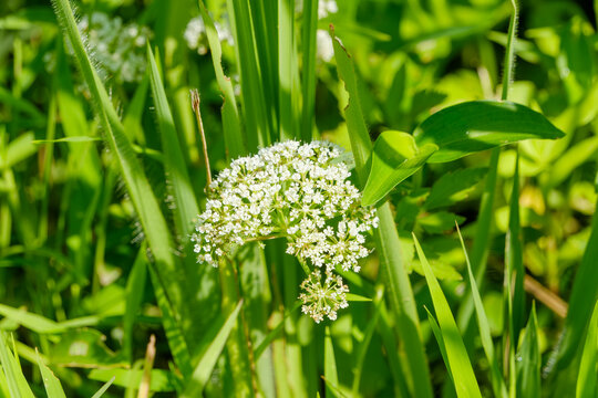 Close-up of small white water dropwort flowers blooming in a summer field with lush green leaves and natural sunlight