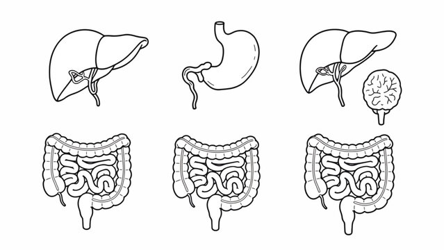 Digestive System Anatomy Liver Stomach Intestines.