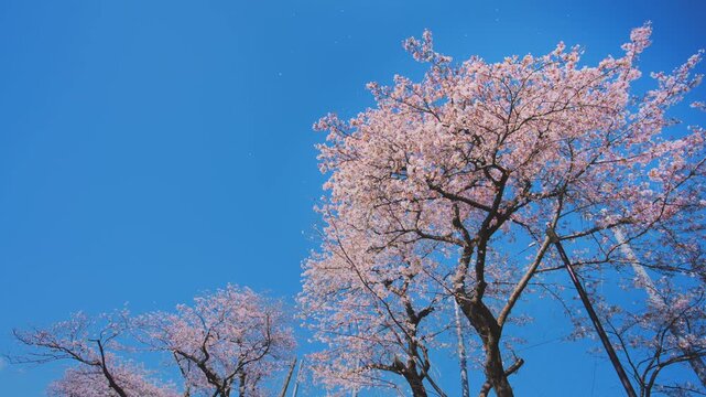 4K スローモーション　日本の春の風景、多摩川沿いの美しい桜並木と桜吹雪