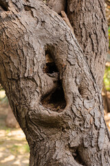 Obraz premium Close-up of textured tree bark with a natural hollow