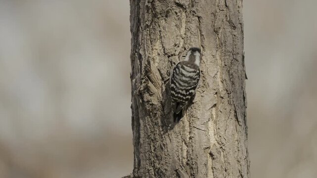 Japanese Pygmy Woodpecker Foraging on Tree Trunk 4K HDR 10-bit 0.5x