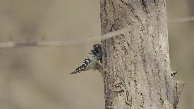 Japanese Pygmy Woodpecker Pecking Tree Trunk for Food in Nature 4K HDR