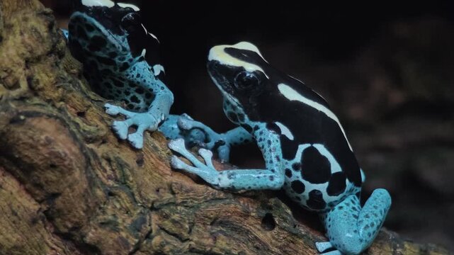 Close up of Black and turquoise, blue Poison Dart Frog sitting and moving around a tree trunk in a shady place