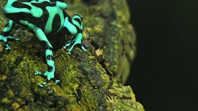 Close up of Black and Green Poison Dart Frog sitting and moving around a tree trunk in a shady place