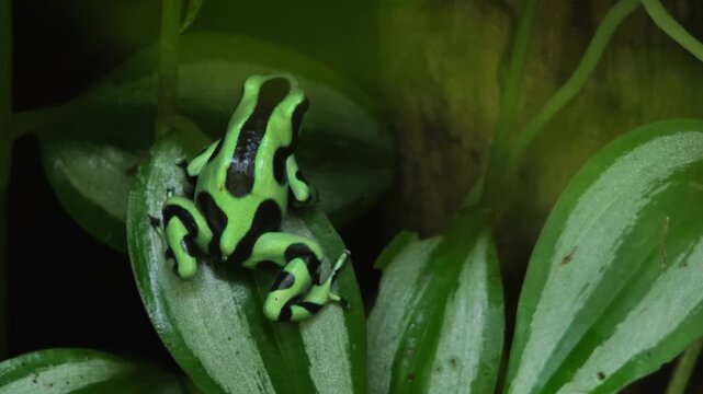 Close up of Black and Green Poison Dart Frog sitting and moving around a tree trunk in a shady place