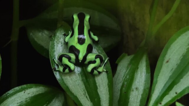 Close up of Black and Green Poison Dart Frog sitting and moving around a tree trunk in a shady place