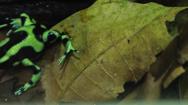 Close up of Black and Green Poison Dart Frog sitting and moving around a tree trunk in a shady place