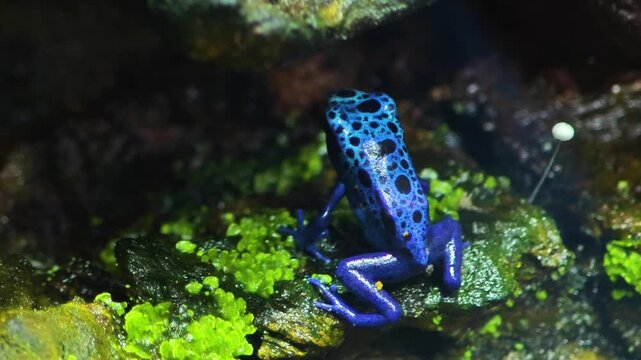 Close up of Black and blue Poison Dart Frog sitting and moving around a tree trunk in a shady place