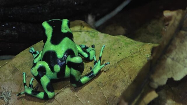 Close up of Black and Green Poison Dart Frog sitting and moving around a tree trunk in a shady place