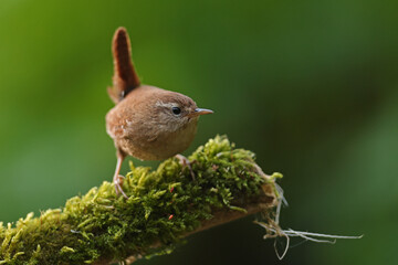 Strzyżyk (Nannus troglodytes) © Bartosz Rakoczy