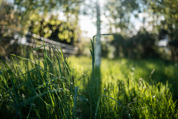 Close up of Healthy Green and Dry Grass Pasture for Regenerative Agriculture Growth in australia © Phoebe