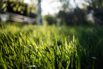 Close up of Healthy Green and Dry Grass Pasture for Regenerative Agriculture Growth in australia © Phoebe