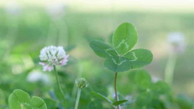 風に揺れる野原に咲くクローバーの白い花と四つ葉のクローバー