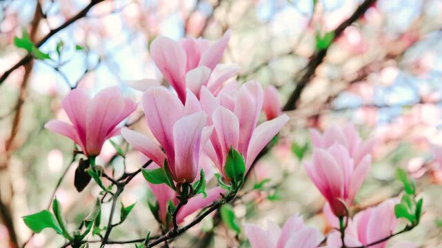 Pink magnolia flowers bloom on tree branches in spring
