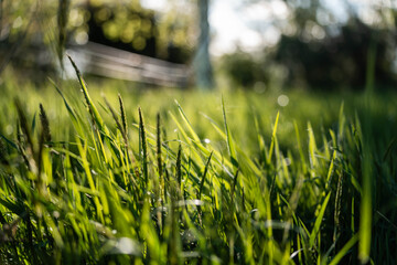 Close up of Healthy Green and Dry Grass Pasture for Regenerative Agriculture Growth in australia © Phoebe