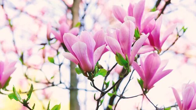 Pink magnolia flowers bloom on tree branches with soft light