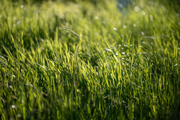 Close up of Healthy Green and Dry Grass Pasture for Regenerative Agriculture Growth in australia © Phoebe