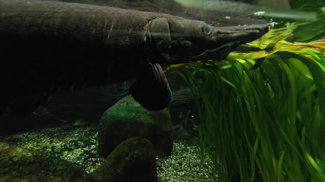 Close up head of an alligator gar Fish floating underwater floating up to the water surface. in a river and blowing bubbles.