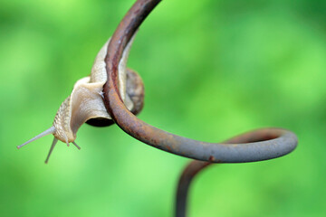  the young vineyard snail explores its habitat © TwilightArtPictures