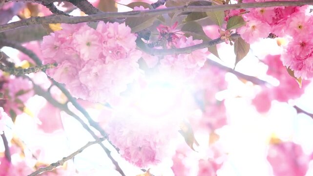 Pink cherry blossoms on tree branches with bright sky