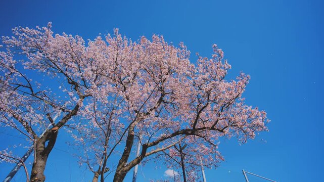 4K スローモーション　日本の春の風景、多摩川沿いの美しい桜並木と桜吹雪