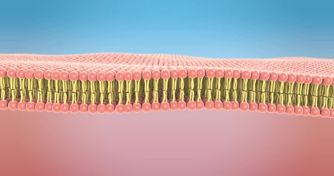 Blue coloring of the inner and outer surfaces and lipid molecules of the cell membrane's lipid bilayer - 3d illustration