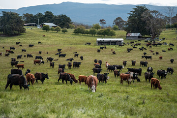 Stud beef hereford cows in a field on a farm in England. English cattle in a meadow grazing on pasture in springtime. Green grass growing in a paddock on a sustainable agricultural ranch. © Phoebe