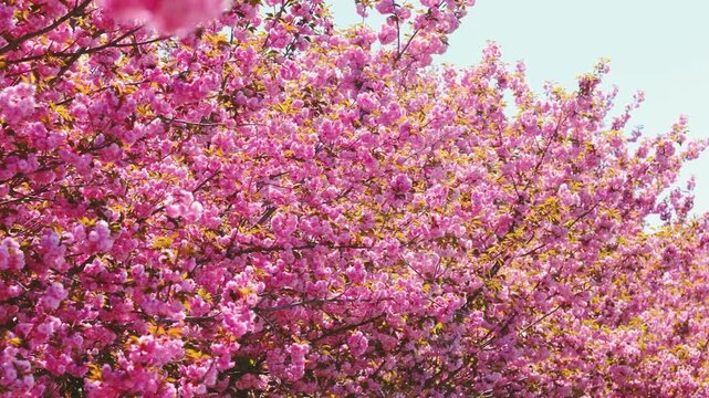Pink cherry blossoms on branches against a light sky