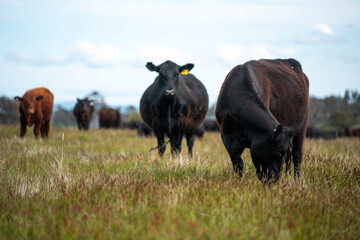 Stud beef hereford cows in a field on a farm in England. English cattle in a meadow grazing on pasture in springtime. Green grass growing in a paddock on a sustainable agricultural ranch. © Phoebe