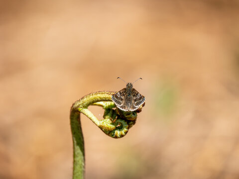 A Dingy Skipper Butterfly on Bracken